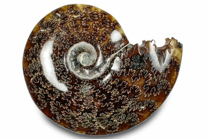 Polished Ammonite (Cleoniceras) Fossil - Madagascar #283268
